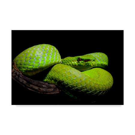 Trademark Fine Art Thor Hakonsen 'Popes Pit Viper' Canvas Art, 22x32 1X07748-C2232GG